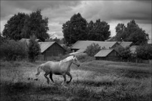 Конь-в-деревенском-поле